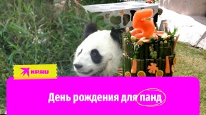 В Московском зоопарке отметили день рождения панд Жуи и Диндин