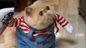 Мем ( с котом )