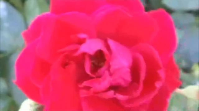 Душа, как птица, ищет хлеба смотреть онлайн