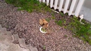 Чем кормить Утят в первые Сутки Жизни _ Содержание уток. Индоутки