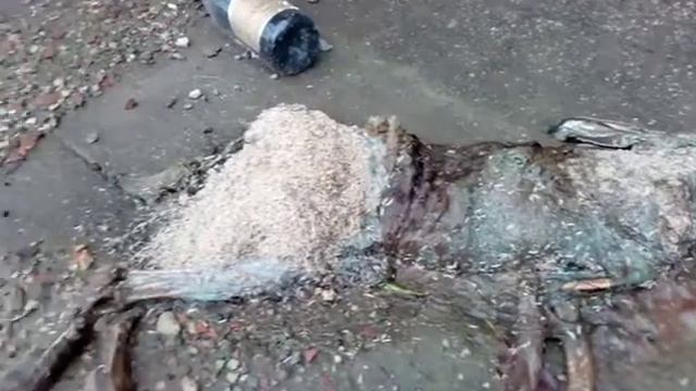 Мёртвый заяц смотреть онлайн