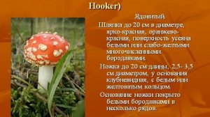 Презентация Шляпочные грибы