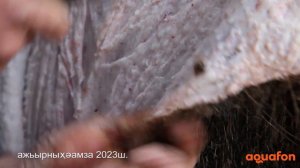 Охота на кабана с гончими в Абхазии