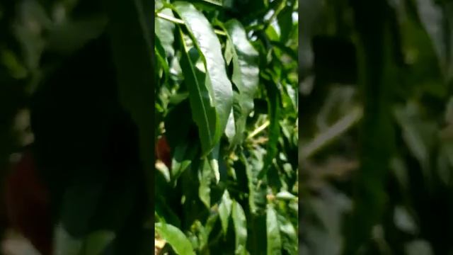 Инжирный персик Уфо 5! смотреть онлайн