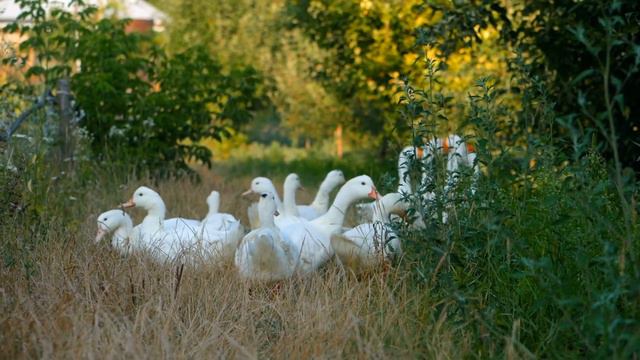 Dan Gibson’s Solitudes - Wild Geese | Emerald Forest: A Celtic Sanctuary смотреть онлайн