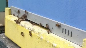 Пасека в Ленинградской области