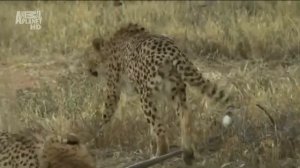 Animal Planet. Царство гепардов 6