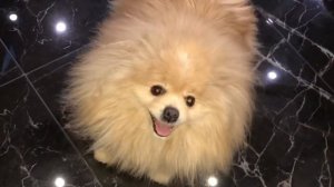 Шпиц Лакки кайфует и хрюкает от удовольствия 😂🤩🥰