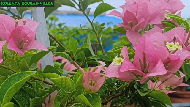 My #Root_Sensitive 6 #Bougainvillea ♥️♥️ #@@ss 💐💐 смотреть онлайн