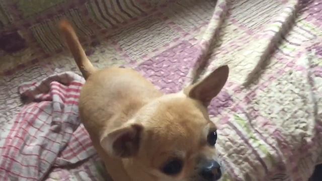 Лазер. Белая крыса. смотреть онлайн