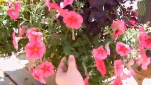 How to Keep your Petunias Looking Full and Flowering