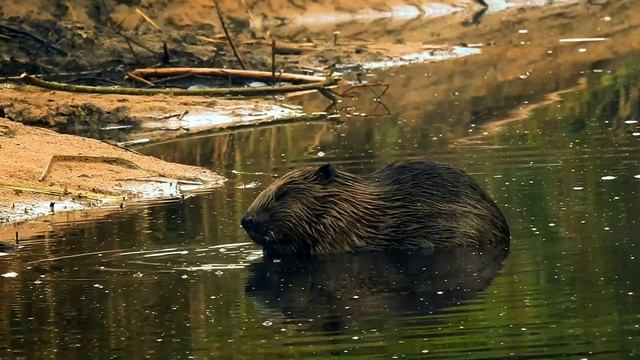 Звук бобра смотреть онлайн