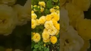 Роза Анни Дюпрей, Rosa Anny Duperey