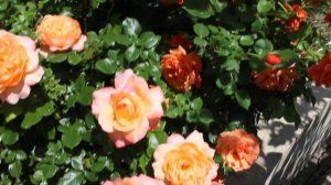 Розы флорибунды Самаритянин и Easy Does It 2019