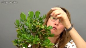 Формирование кроны крассулы (ч.7).