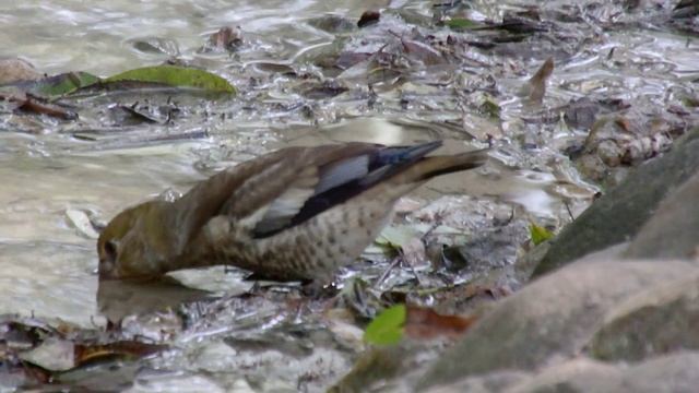 Самец и самка обыкновенного дубоноса смотреть онлайн