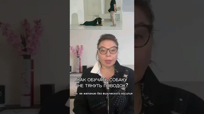 Как правильно обучать собаку не тянуть поводок? без физического насилия#собакадругчеловека