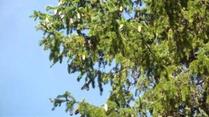 Урожайный год еловых шишек.