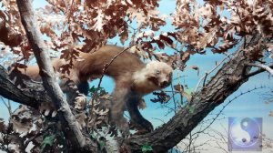 Музей Новороссийск_Слайд-шоу