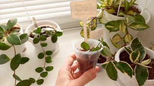 ОБЗОР всех моих ХОЙ 🌱 НОВИНКИ