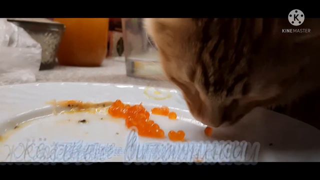 Мой маленький котик . рыжий котик