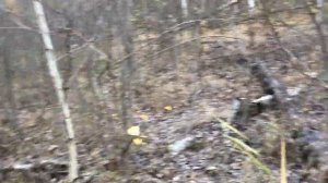 Грибы ноября