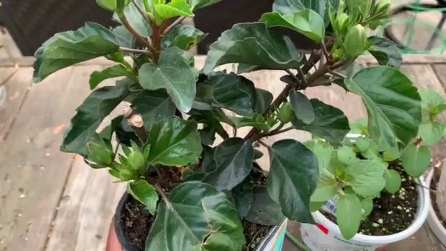 Spring Plant Haul|Garden HaulPlant Shopping|Big Box Plant Shopping смотреть онлайн