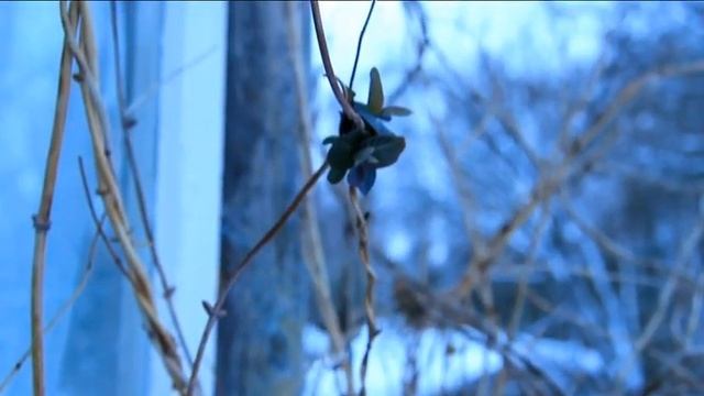 Среди зимы распустилась декоративная жимолость каприфоль. Дубна, 12.01.2015 смотреть онлайн