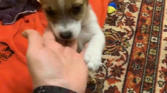 DIY. ДРТ Мирта. Неугомонный ребенок. Jack Russell puppy смотреть онлайн