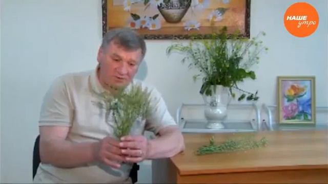 Полезная трава ярутка смотреть онлайн