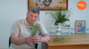 Полезная трава ярутка