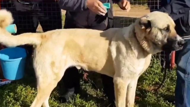 Беркут...Самый сильный Волкодав 2021г... смотреть онлайн