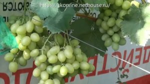 Сорт винограда Тянь-Шань 2017
