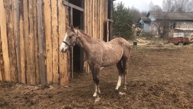 Как мы обучаем молодых лошадей смотреть онлайн