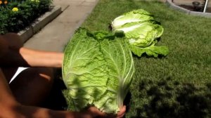 Урожай пекинской капусты сорт Ча ча