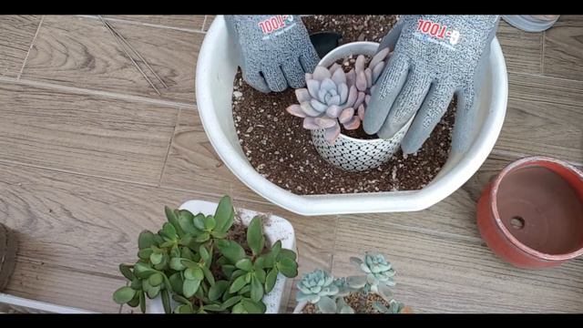 노인다육 오팔리나 클라바타 смотреть онлайн