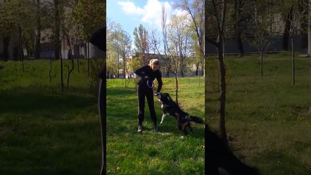 Дог Пуллер . Прыжки. Абелия . смотреть онлайн