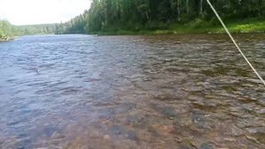 Рыбалка на хариуса в июне на проверенные мухи + тест новых мух.