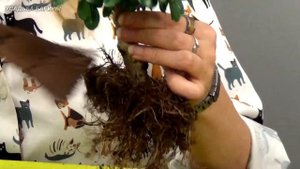 Бонсай из кармоны (ч.1).