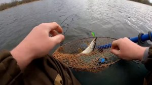 Два воблера сделали мне рыбалку, Orbit 110sp и TsuYki watson 80sp.