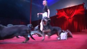 Во Владимир приехал Знаменитый Цирк Никулина с Шоу Владимира Дерябкина