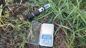 Виноград Хамелеон. 2020 р.