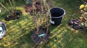 Как пересадить розу осенью, трёхлетний саженец, шаг за шагом?! Работы в саду ?