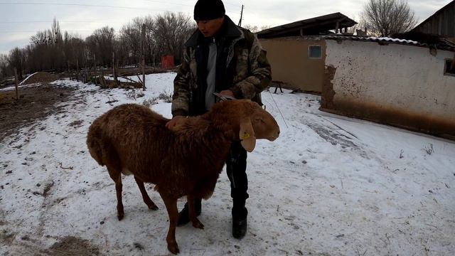 ҚОШҚАР САТЫЛАДЫ +7 705 455 2697 Аян
