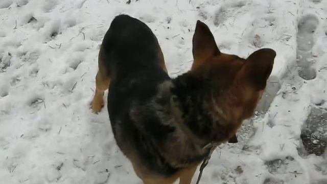 Собаки и щенки в добрые руки.Срочно!