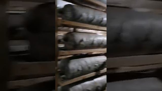 Выращивание вешенки. Промышленная мини ферма.