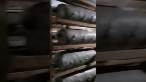Выращивание вешенки. Промышленная мини ферма.