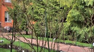 РОЗЫ. ПЕРВАЯ ВЕСЕННЯЯ ПОДКОРМКА ДЛЯ РОЗ.