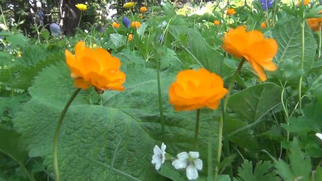 Снова на пасеке .Жгем костер от медведя .Красивые цветы в горной тайге. смотреть онлайн