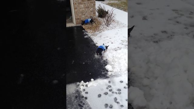 Chihuahua's first snow fall...Magoo and Sheldon